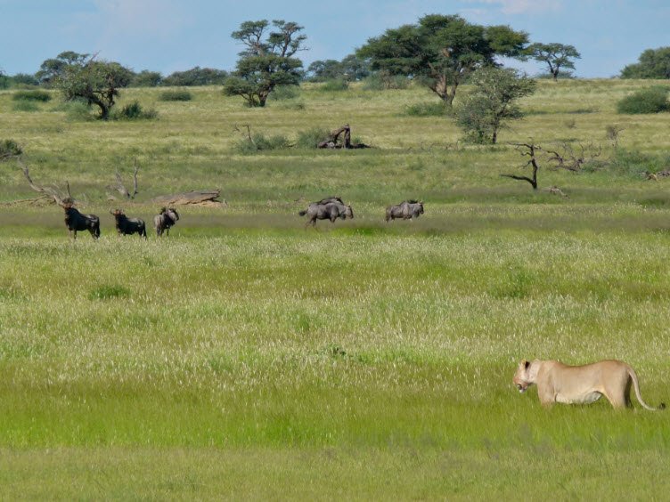 Kgalagadi Transfrontier Park, Northern Cape, South Africa